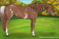 Horse Color:White Spotted Chestnut Sabino