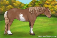 Horse Color:White Spotted Chestnut Sabino