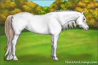 Horse Color:Chestnut Sabino 
