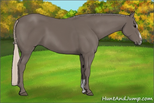 Horse Color: Silver Black Sabino 