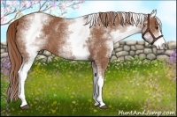 Horse Color:White Spotted Chestnut Sabino 