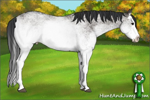 Horse Color: White Spotted Grullo Splash 