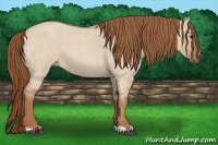 Horse Color:Red Dun Roan 