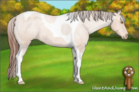 Horse Color:Amber Champagne Tobiano Appaloosa 