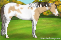 Horse Color:Amber Cream Champagne Tobiano Frame Rabicano 