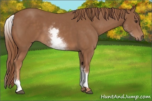 Horse Color:White Spotted Chestnut Sabino
