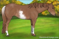 Horse Color:White Spotted Chestnut Sabino 