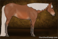 Horse Color:Silver Bay 