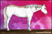 Horse Color:Silver Bay Roan Sabino Splash Frame 