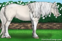 Horse Color:Cremello Dun Tobiano 