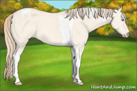 Horse Color:Perlino Dun Tobiano 