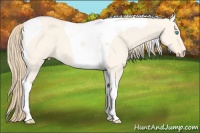 Horse Color:Perlino Dun Tobiano 