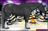 Horse Color:White Spotted Black 