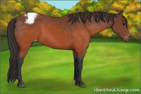 Horse Color:Brown Appaloosa