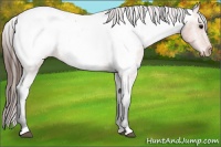 Horse Color:Bay Roan Appaloosa 