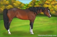 Horse Color:Bay Sabino 