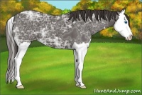 Horse Color:Smoky Black Ice Splash 