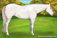 Horse Color:Smoky Creme Dun Tobiano 