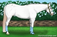 Horse Color:White Spotted Liver Chestnut Splash Frame Near Leopard 