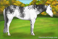 Horse Color:White Spotted Brown Splash Rabicano 