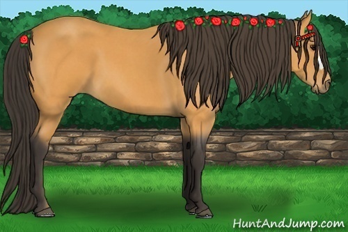 Horse Color: Buckskin Roan 
