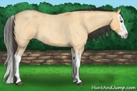 Horse Color:Buckskin Roan Dun Splash 