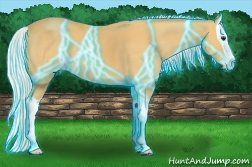 Horse Color: Unknown 
