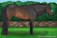 Horse Color:Brown 
