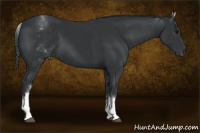 Horse Color:White Spotted Black