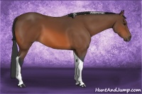 Horse Color:Bay Tobiano 
