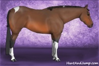 Horse Color:Bay Tobiano 