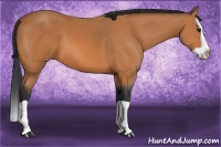 Horse Color:Bay Splash 