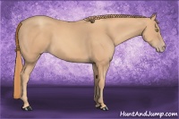 Horse Color:Gold Champagne 