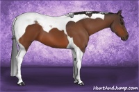 Horse Color:Bay Tobiano