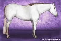 Horse Color:Gray Chestnut 
