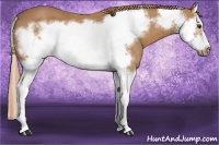 Horse Color:Chestnut Splash Frame 