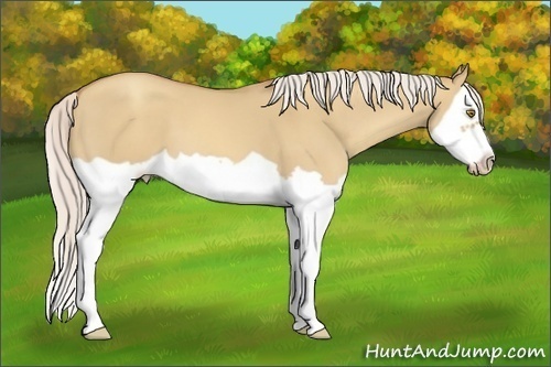 Horse Color: Silver Classic Champagne Dun Splash Frame 
