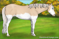 Horse Color:Silver Amber Champagne Dun Splash Frame 