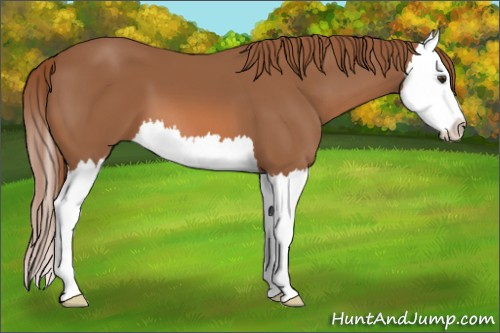 Horse Color: Liver Chestnut Splash 