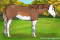 Horse Color:Liver Chestnut Splash 