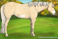 Horse Color:Gold Cream Champagne Frame 