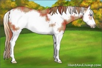 Horse Color:Plaid  Chestnut Splash Frame 