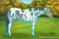 Horse Color:Thunderstruck Grullo Ice Tobiano