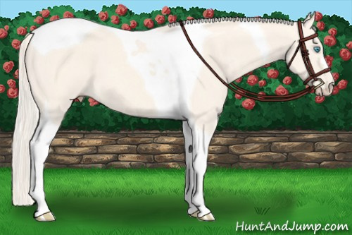 Horse Color: Cremello Dun Tobiano 
