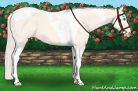 Horse Color:Cremello Dun Tobiano