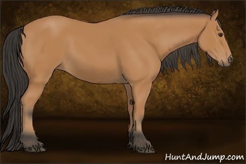 Horse Color: Bay 
