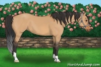 Horse Color:Bay Dun 
