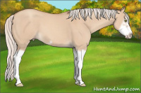 Horse Color:Silver Classic Champagne Dun Splash Frame 