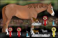 Horse Color:Red Roan Splash 