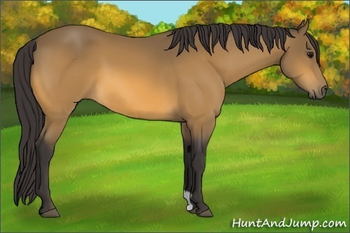 Horse Color:Unknown 